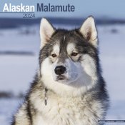 Alaskan malamute väggkalender 2024