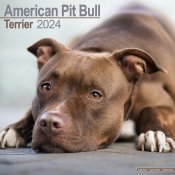 Amerikansk pitbullterrier väggkalender 2024