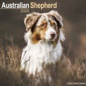 Australian shepherd väggkalender 2024