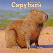 Kapybara väggkalender 2024