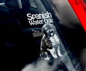 Perro de agua espanol bildekal (engelsk text) - on board