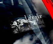 Labrador retriever (jakt) bildekal - on board