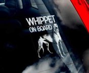 Whippet bildekal - on board