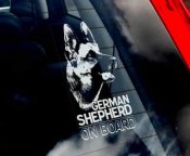 Tysk schäferhund bildekal - on board