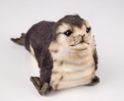 Säl mjukisdjur Seal Monk Baby 30 cm 6803 Hansa