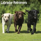 Labrador retriever väggkalender 2024