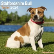 Staffordshire bullterrier väggkalender 2024
