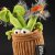 Köttätande växt mjukisdjur Audrey O'More Plant BeastsTown