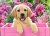 Labrador puppy in pink box pussel 300 bitar