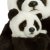 Panda mjukisdjur Panda Mother & Child WWF x