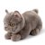 Katt mjukisdjur Freddy the brittish shorthair in giftbox B.T. Chaps