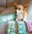 Welsh corgi pembroke strumpor 3-pack i presentask one size Celebrity Doggos