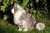 Katt Maine Coon mjukisdjur 35 cm CD