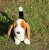 Basset hound mjukisdjur Harold
