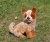 Australian cattledog mjukisdjur
