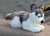Siberian husky mjukisdjur 30 cm UNI u