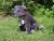 Staffordshire bulterrier mjukisdjur