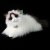 Katt ragdoll mjukisdjur 35 cm Rappa