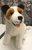 Jack russell terrier mjukisdjur 40 cm CD