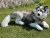 Husky gosedjur