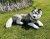 Siberian husky mjukisdjur 71 cm UNI