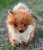 Pomeranian mjukisdjur Kibbles 40 cm Auswella