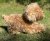 Labradoodle mjukisdjur Lila 43 cm Auswella