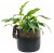 Tax (korthårig) Pot Buddy 1-pack