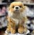 Pomeranian mjukisdjur 24 cm Unitoys