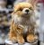 Pomeranian gosedjur