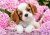 Pup in pink flowers pussel 500 bitar