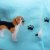Beagle strumpor 1-pack dam Imagery