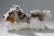 Australian shepherd mjukisdjur 30 cm CD