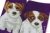 Jack russell terrier ankelstrumpor Masterpiece JHJ 2