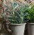 Tax (korthårig) Pot Buddy 1-pack
