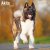 Akita / American akita väggkalender 2027
