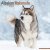 Alaskan malamute väggkalender 2027