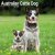 Australian cattledog väggkalender 2027