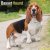 Basset hound väggkalender 2027