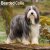 Bearded collie väggkalender 2027