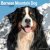 Berner sennenhund väggkalender 2027