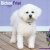 Bichon frisé väggkalender 2027