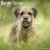 Borderterrier väggkalender 2027