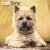 Cairnterrier väggkalender 2027