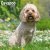 Cavapoo väggkalender 2027