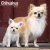 Chihuahua väggkalender 2027