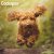 Cockapoo väggkalender 2027