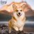 Welsh corgi cardigan / Welsh corgi pembroke väggkalender 2027