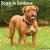 Dogue de bordeaux väggkalender 2027