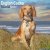 Cocker spaniel- väggkalender 2027